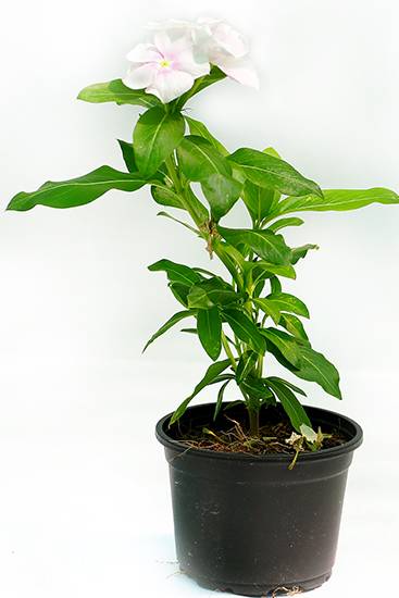 Vinca
