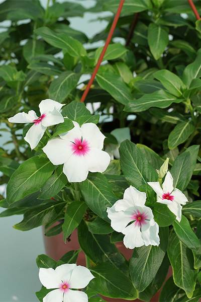 Vinca