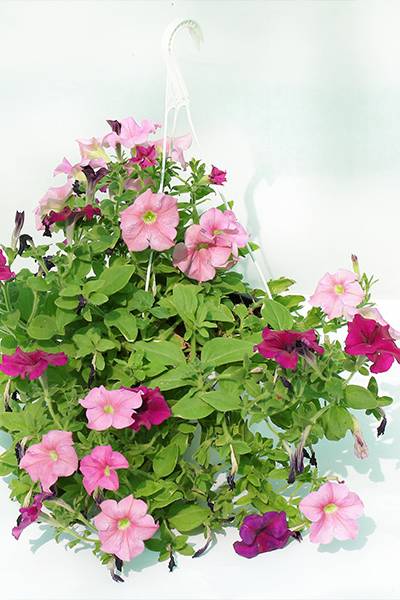 Vinca
