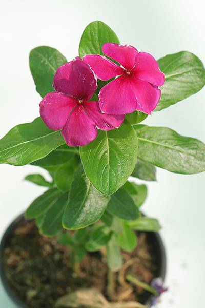 Vinca