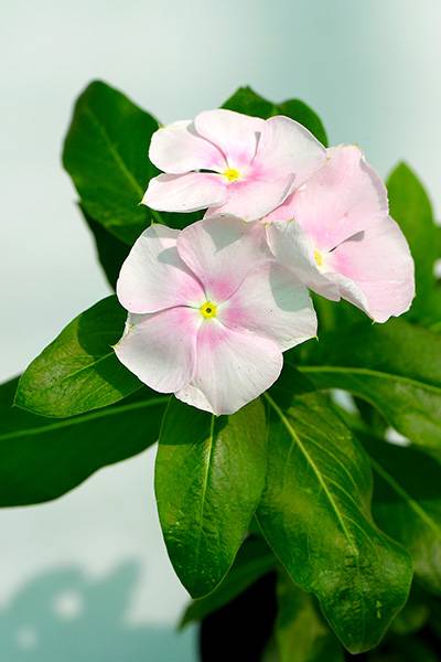 Vinca