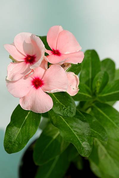 Vinca
