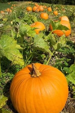 Pumpkin Seeds