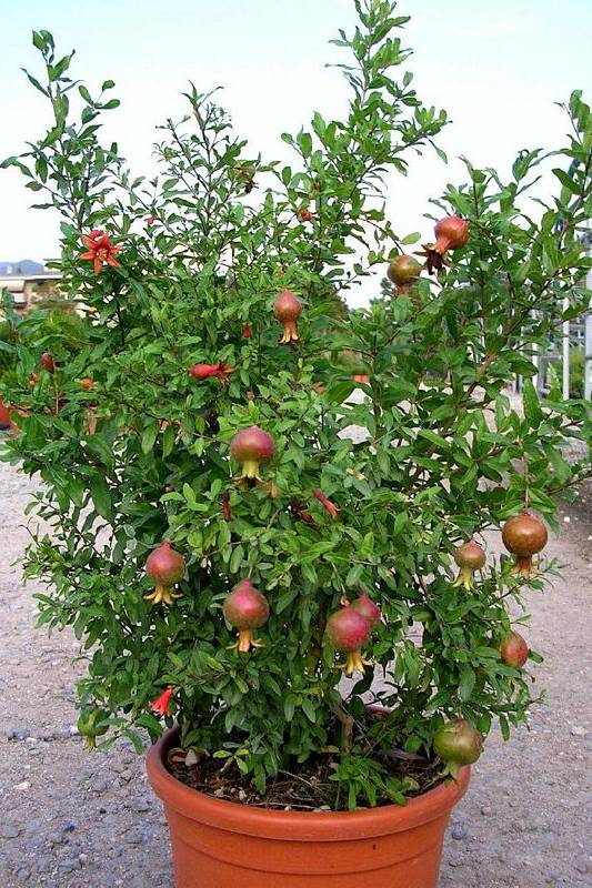 Pomegranate - Punica Granatum - image 2