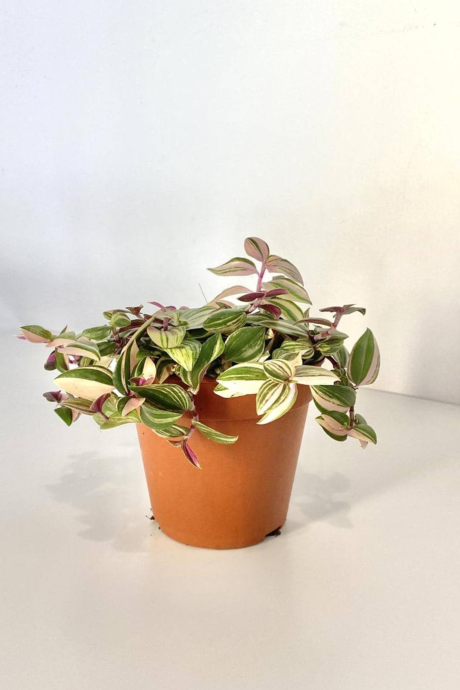 Tradescantia Quadricolor - Indoor Plants | Plantshop.me
