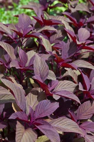 Spinach Red Seeds (Amaranthus)