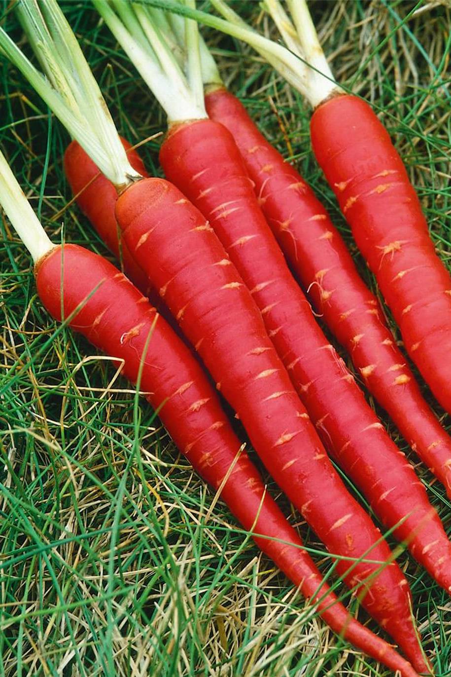 Red Carrot Hybrid Seeds