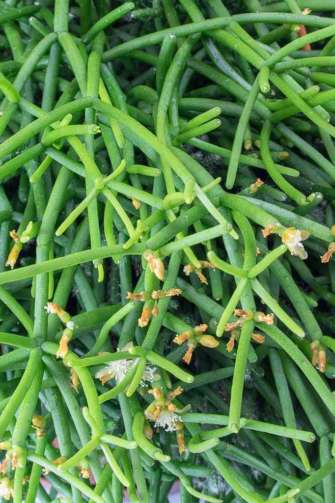 Rhipsalis - Rhipsalis Cassutha - image 2