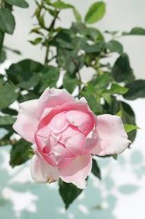 Rose Outdoor (Pink)