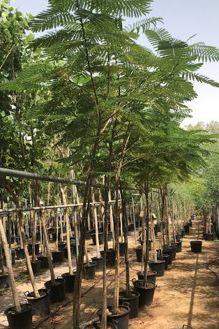 Royal Poinciana
