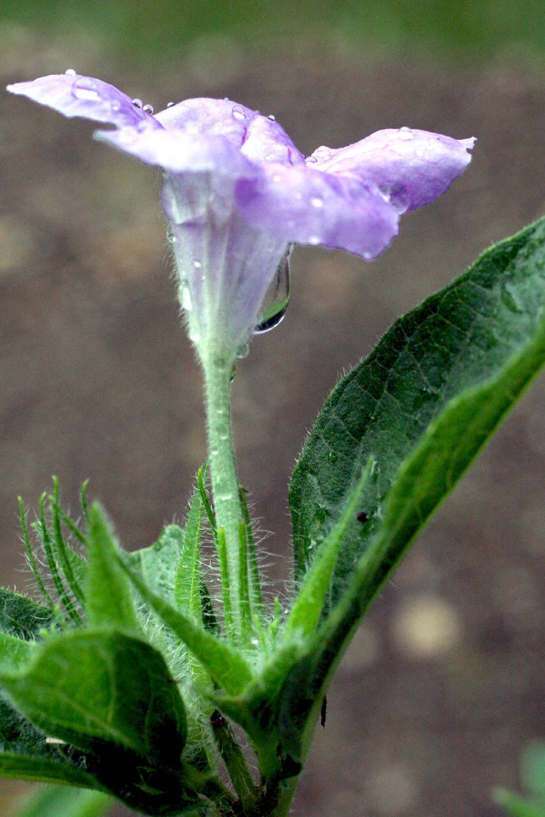 Ruellia Small