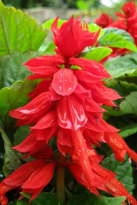 Salvia Seeds
