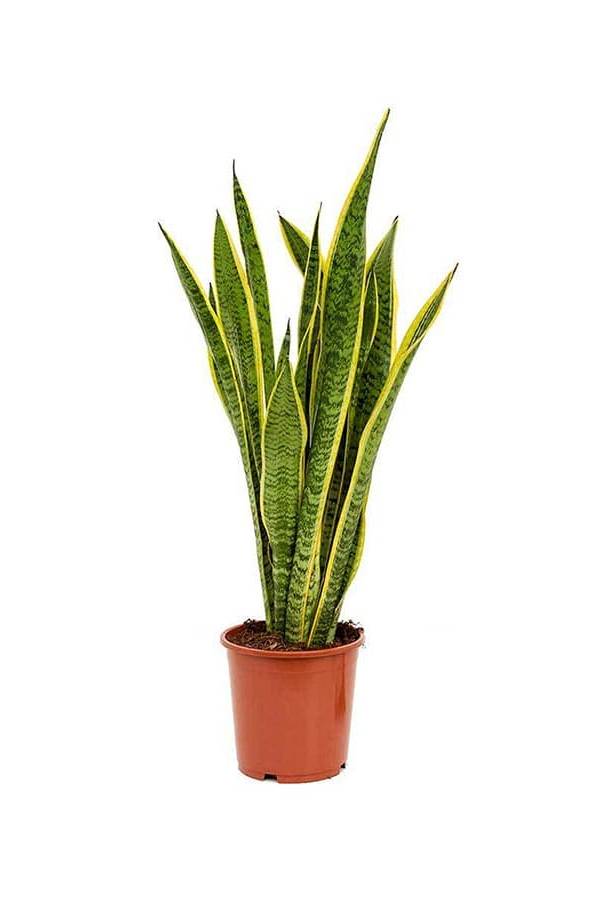 Snake Plant Indoor (Holland)