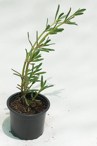 Sea purslane - Shoreline Purslane