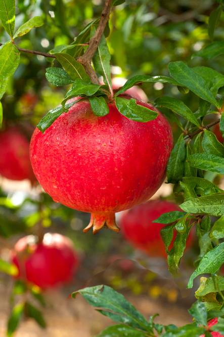Pomegranate - Punica Granatum