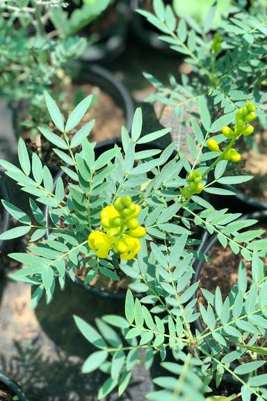 Alexandrian Senna - Cassia Angustifolia - image 2