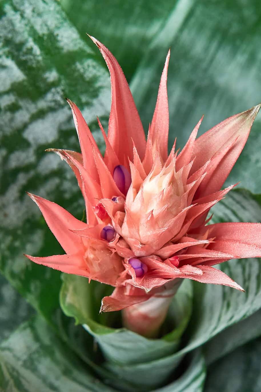 Aechmea fasciata