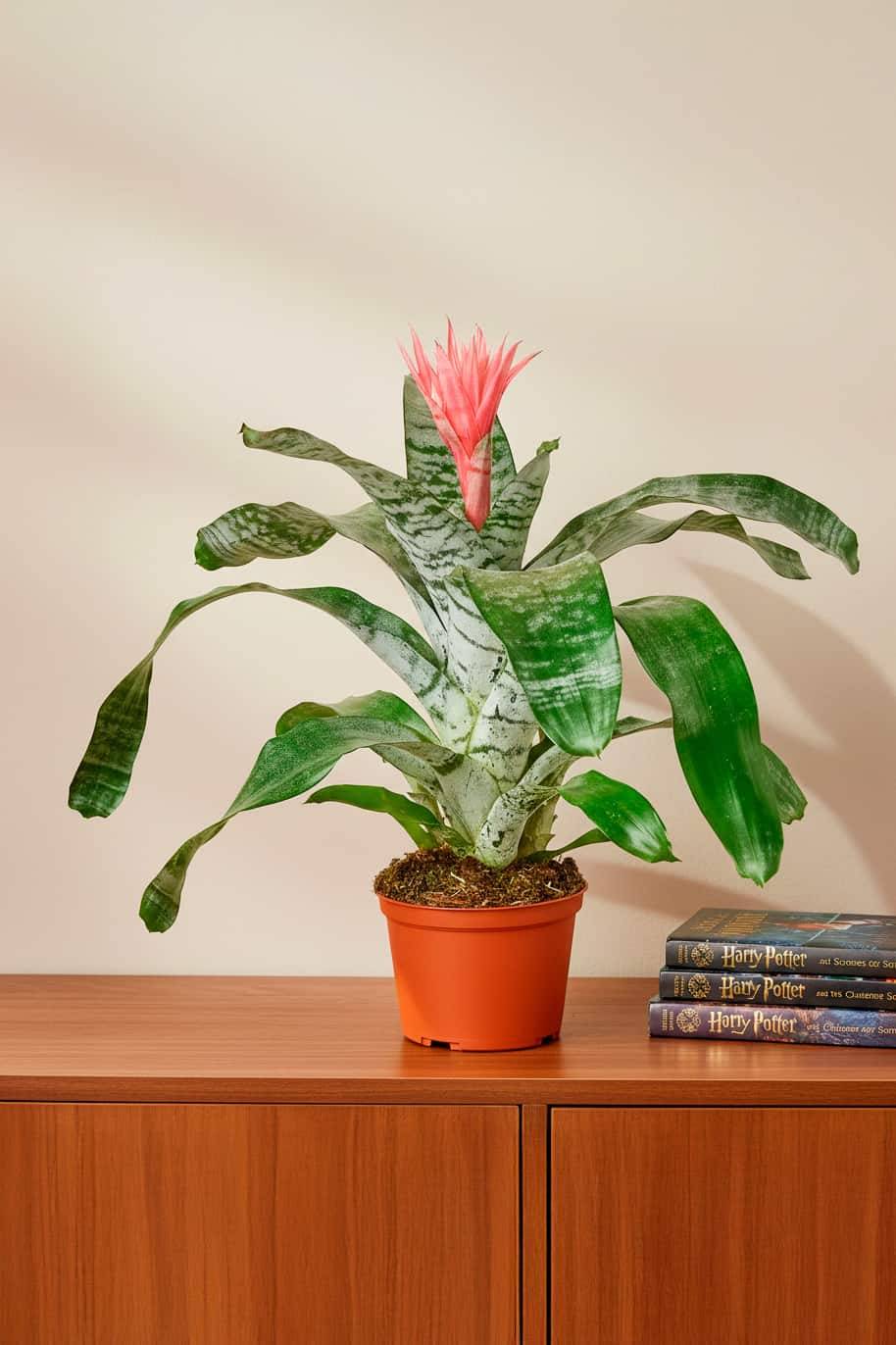 Bromeliad Silver Vase
