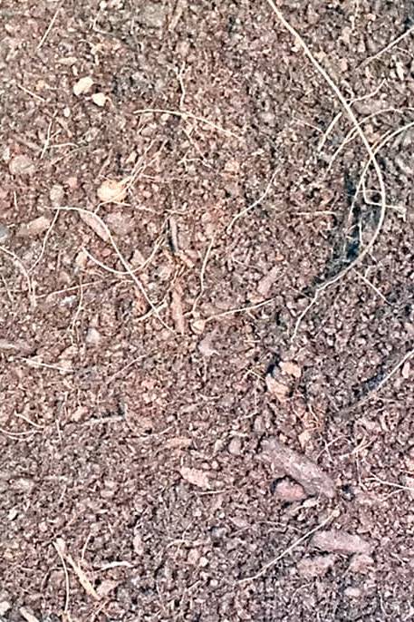 Sphagnum Peat Moss Black - PS Gardening - image 2