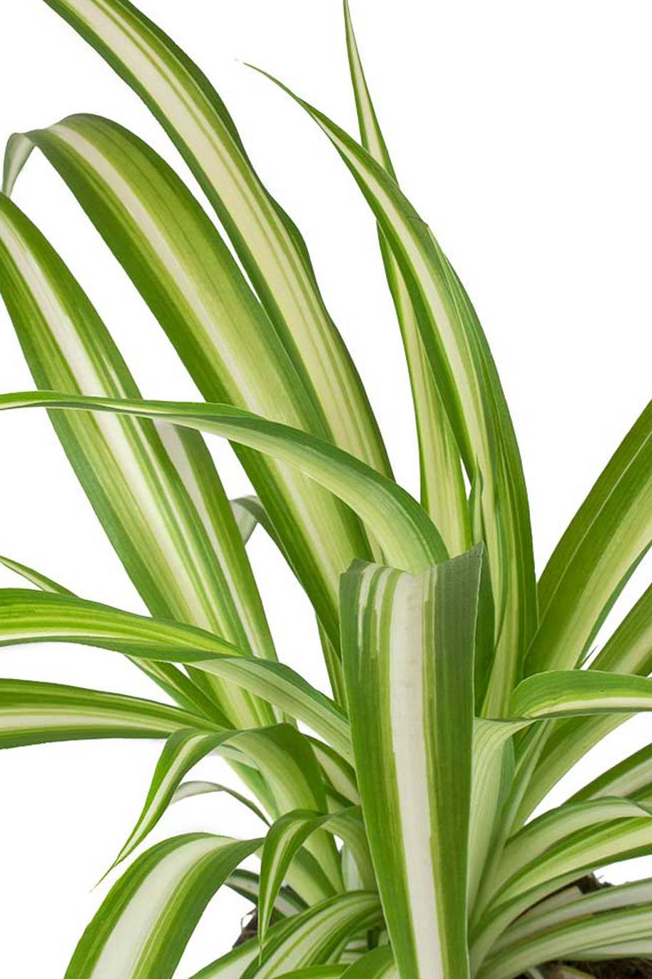 Spider Plant Vittatum