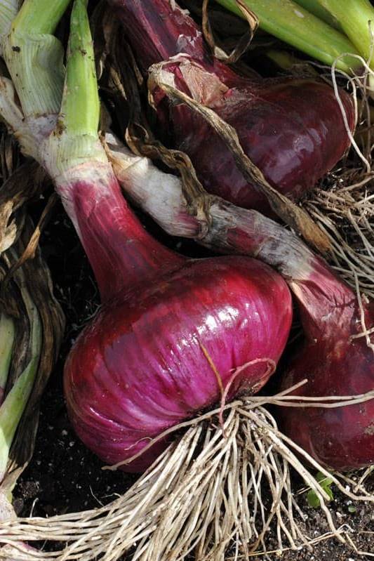 Red Onion Seeds