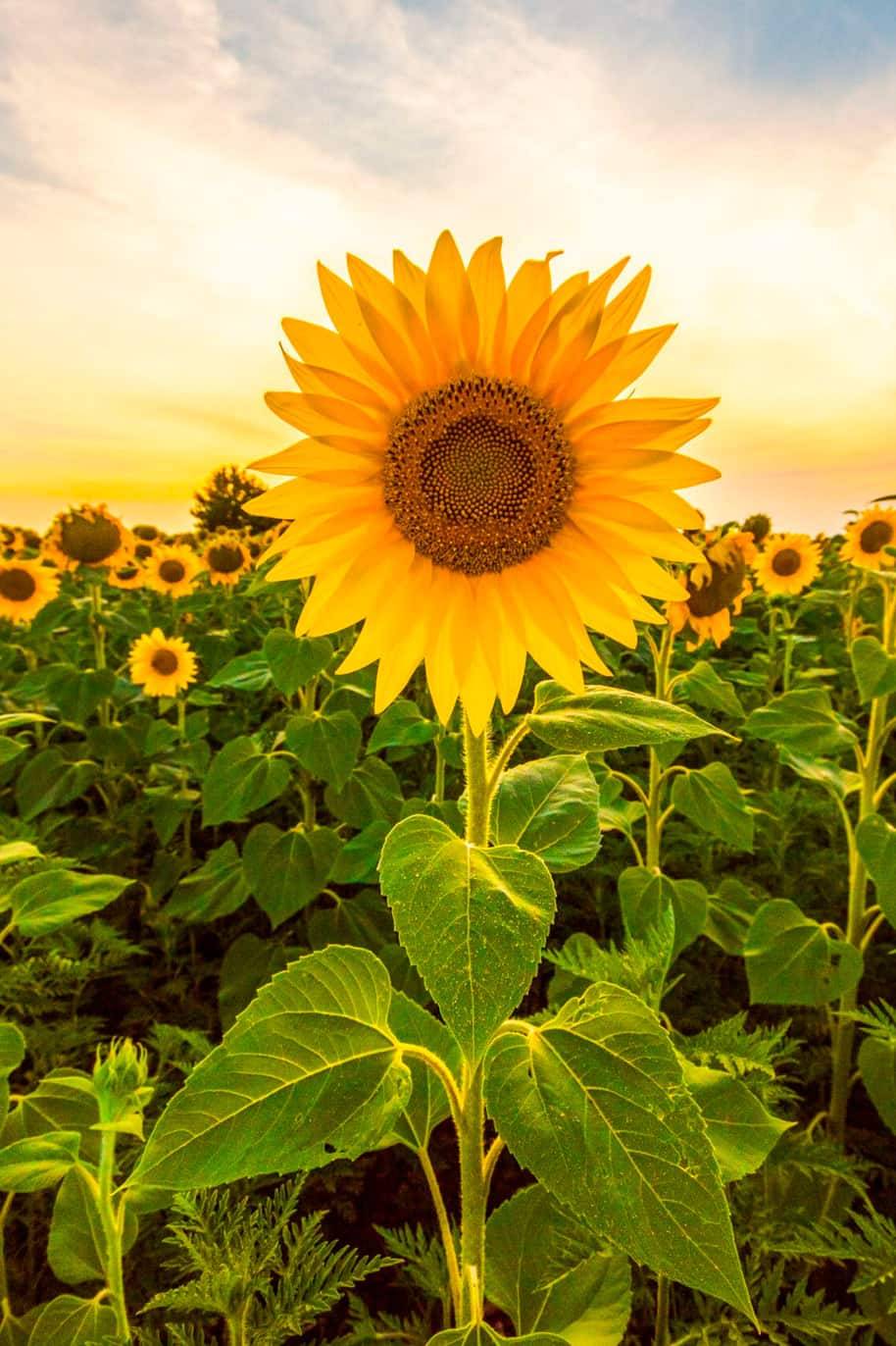 Sunflower Seeds