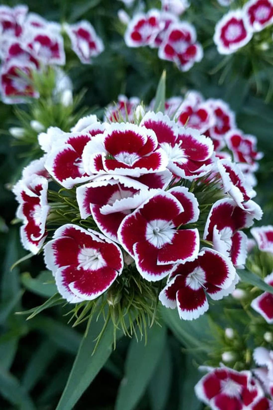 Sweet William Mix color Seeds