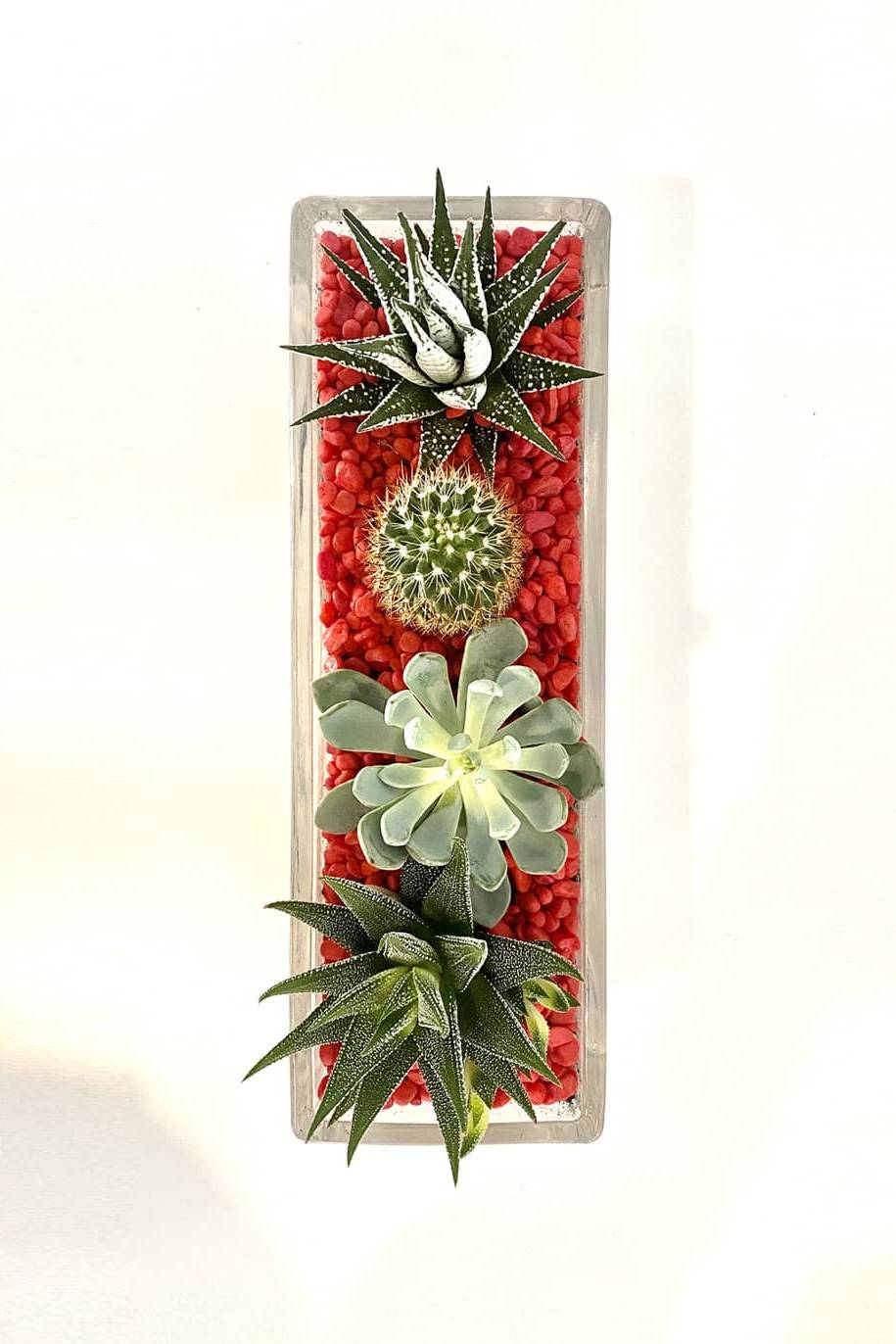 PS Terrariums