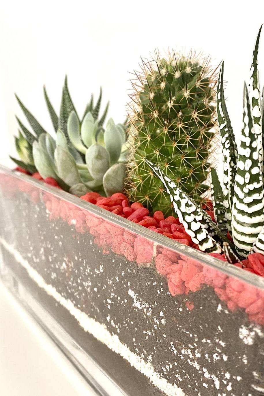 Recta Spiked Terrarium