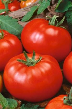 Beefsteak Tomato Seeds - PS Seeds