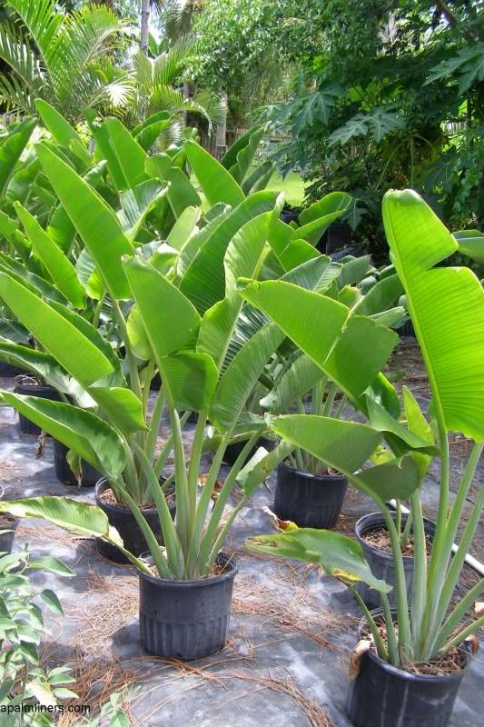 Travellers Palm