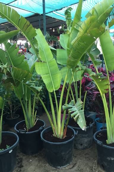 Travellers Palm