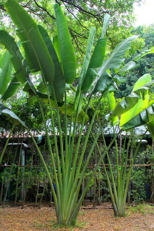 Travellers Palm