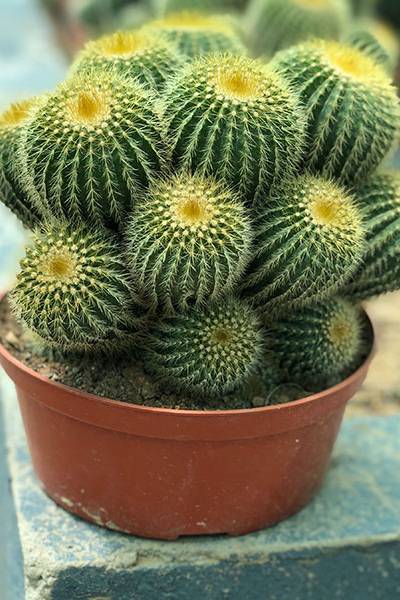 Twin Spined Cactus