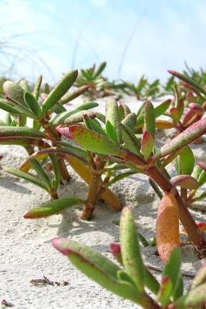 Sea purslane - Shoreline Purslane