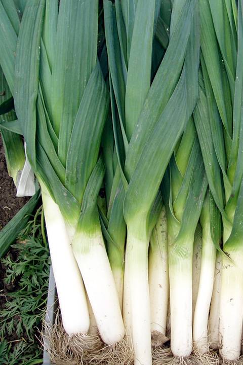 Leek Seeds - PS Seeds