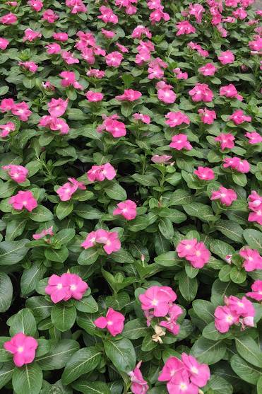 Vinca