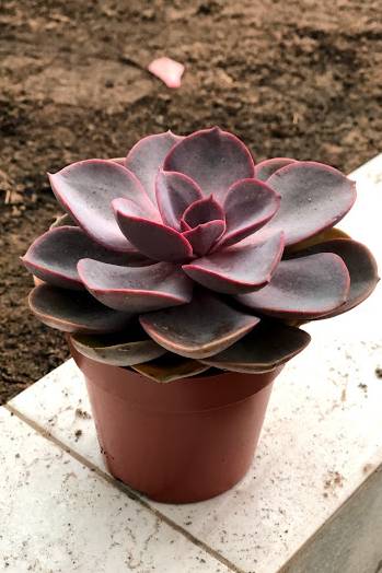 Violet Echeveria