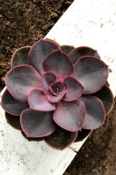 Violet Echeveria