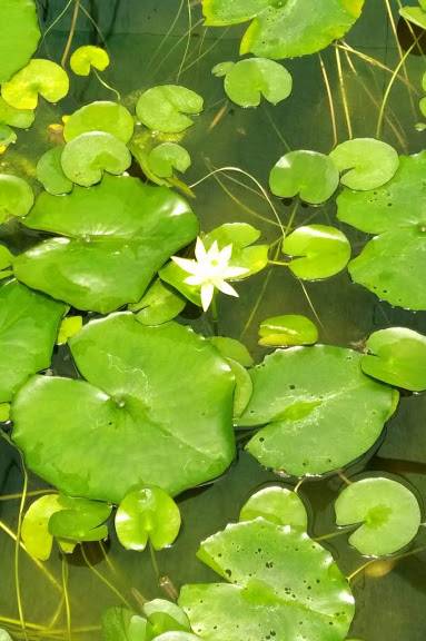 Nymphaeaceae