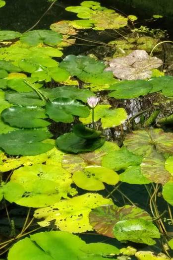 Water Lily