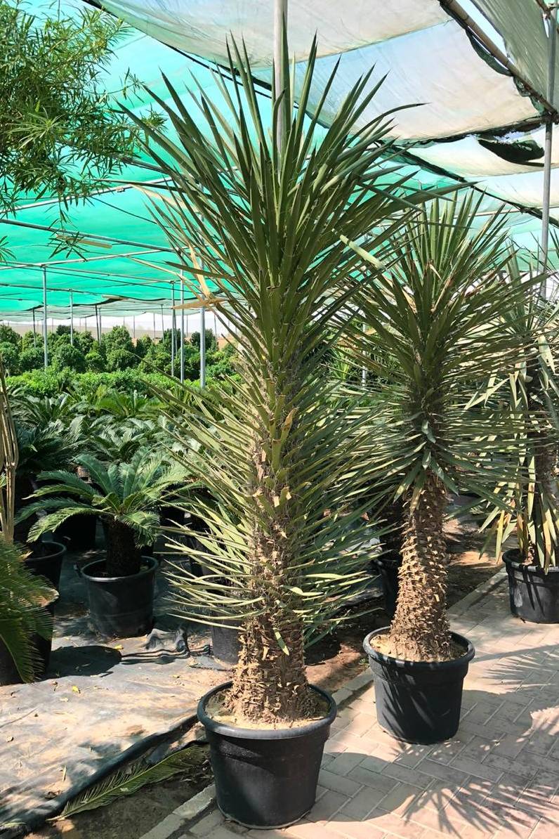 Yucca Aloifolia