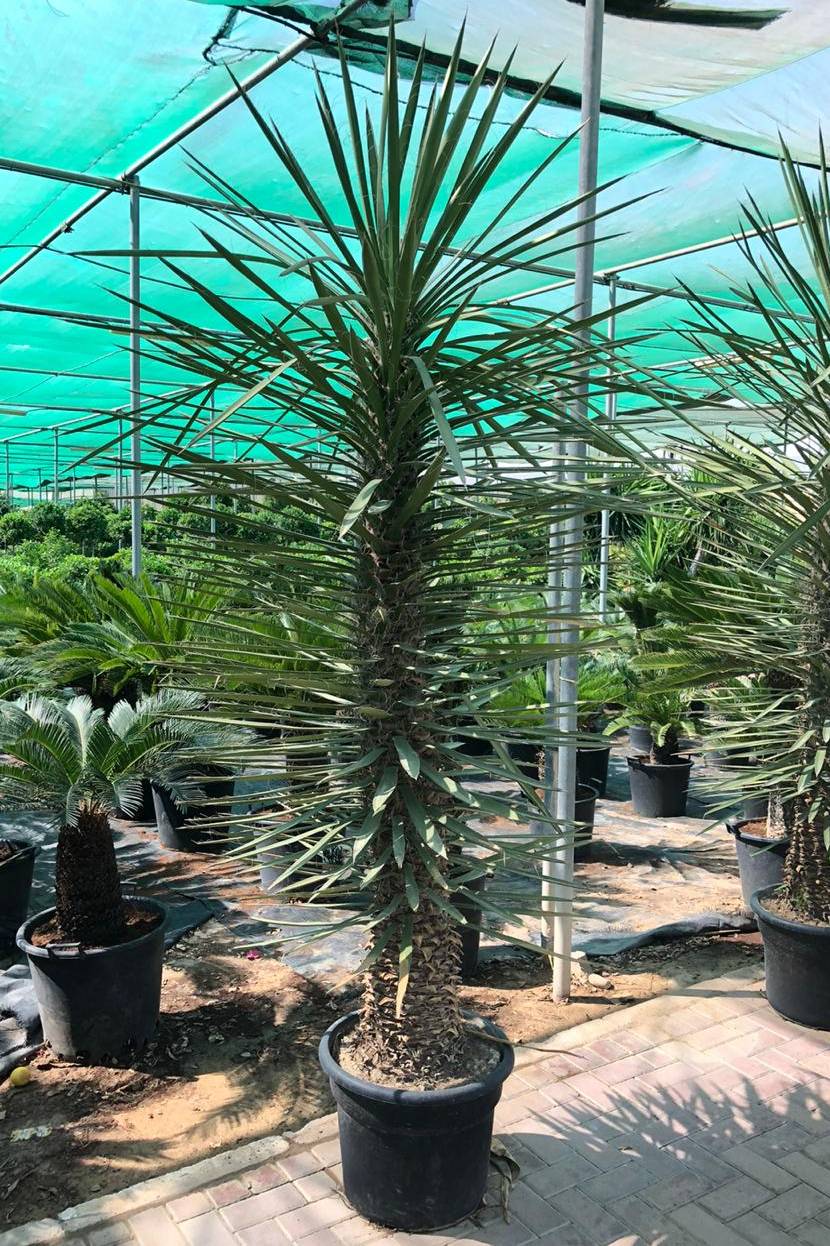 Yucca Aloifolia