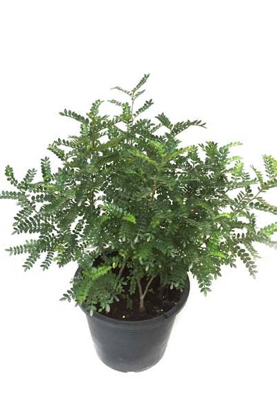 Lemon pepper - Zanthoxylum - Zanthoxylum “Odorum” - image 3
