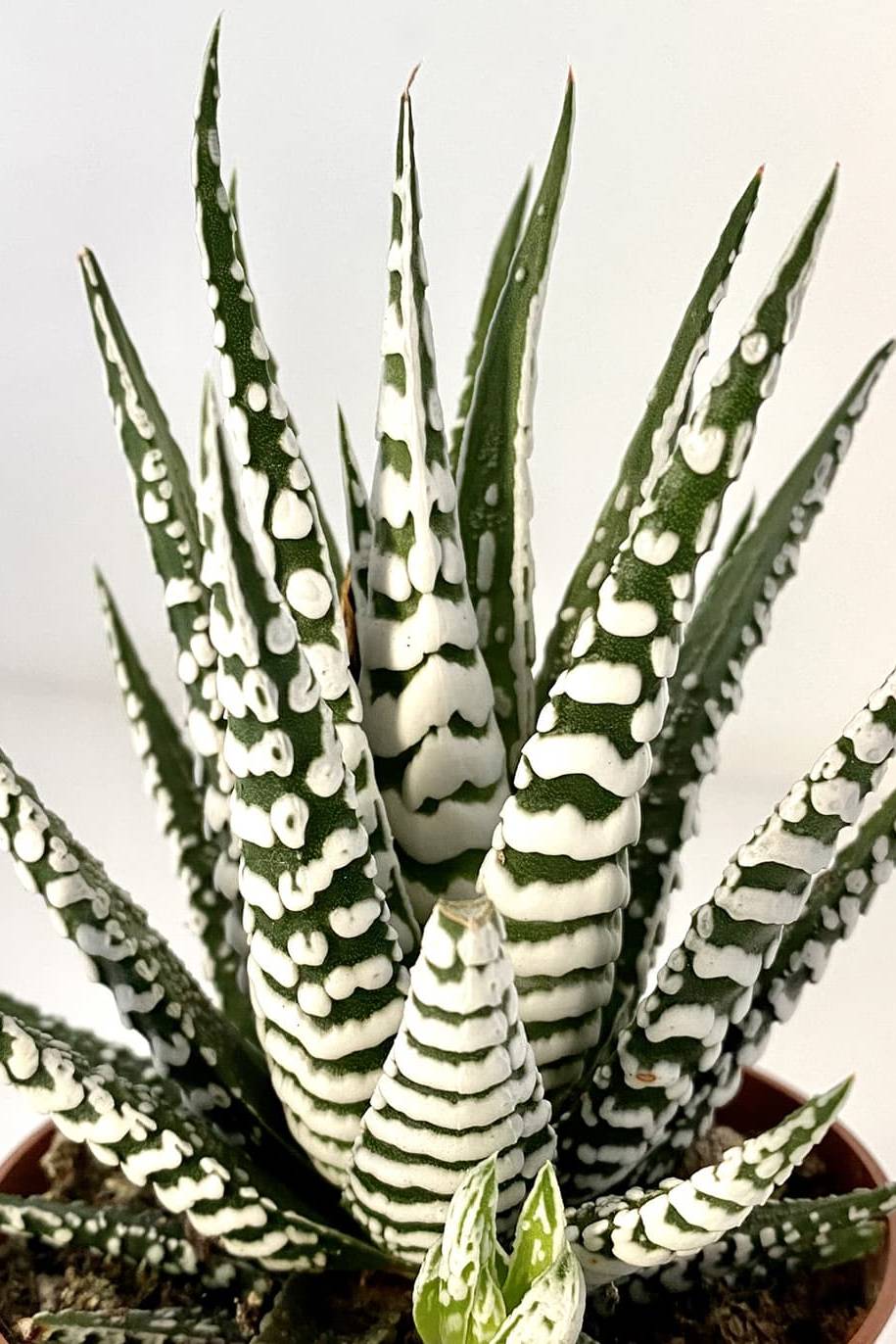 Haworthia Fasciata