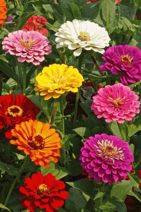 Zinnia Mix Color Seeds