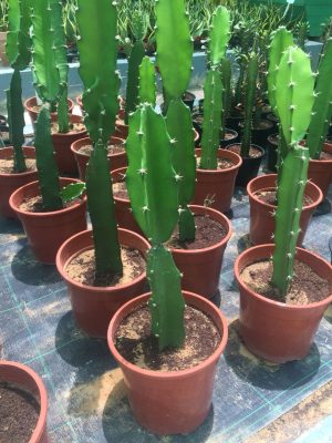 Saguaro Cactus