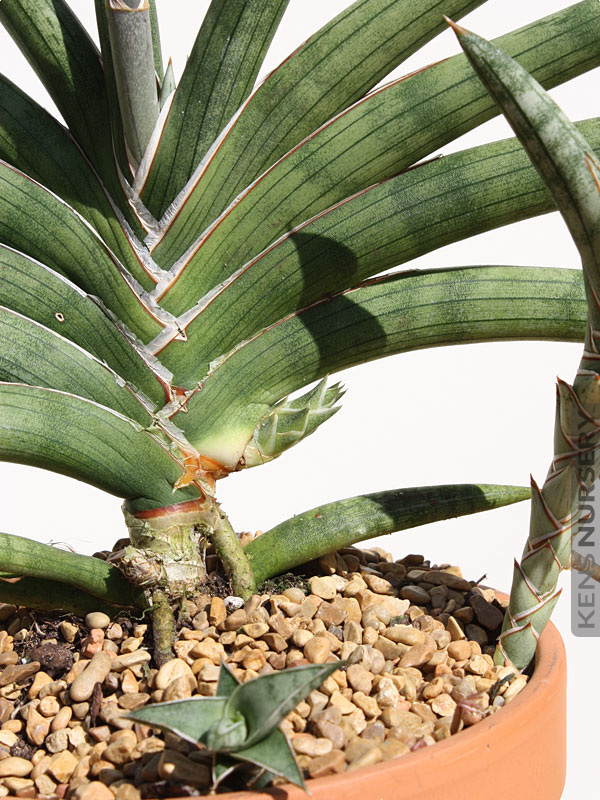 Sansevieria Motum Kenya