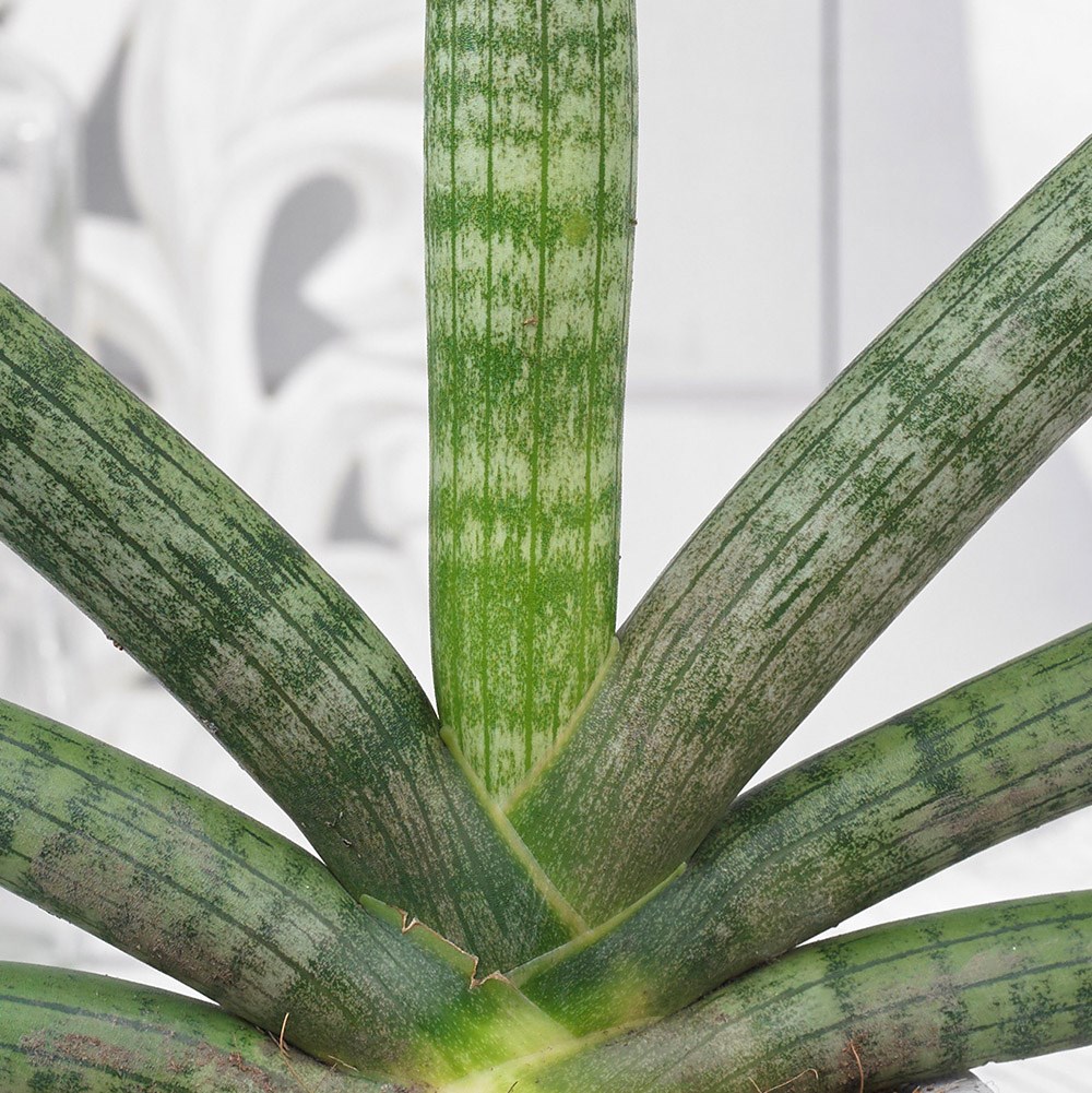 Sansevieria Motum Kenya