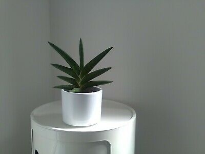 Sansevieria Motum Kenya